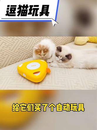 小猫盒子下载苹果版小猫爱消除苹果版下载-第2张图片-太平洋在线下载