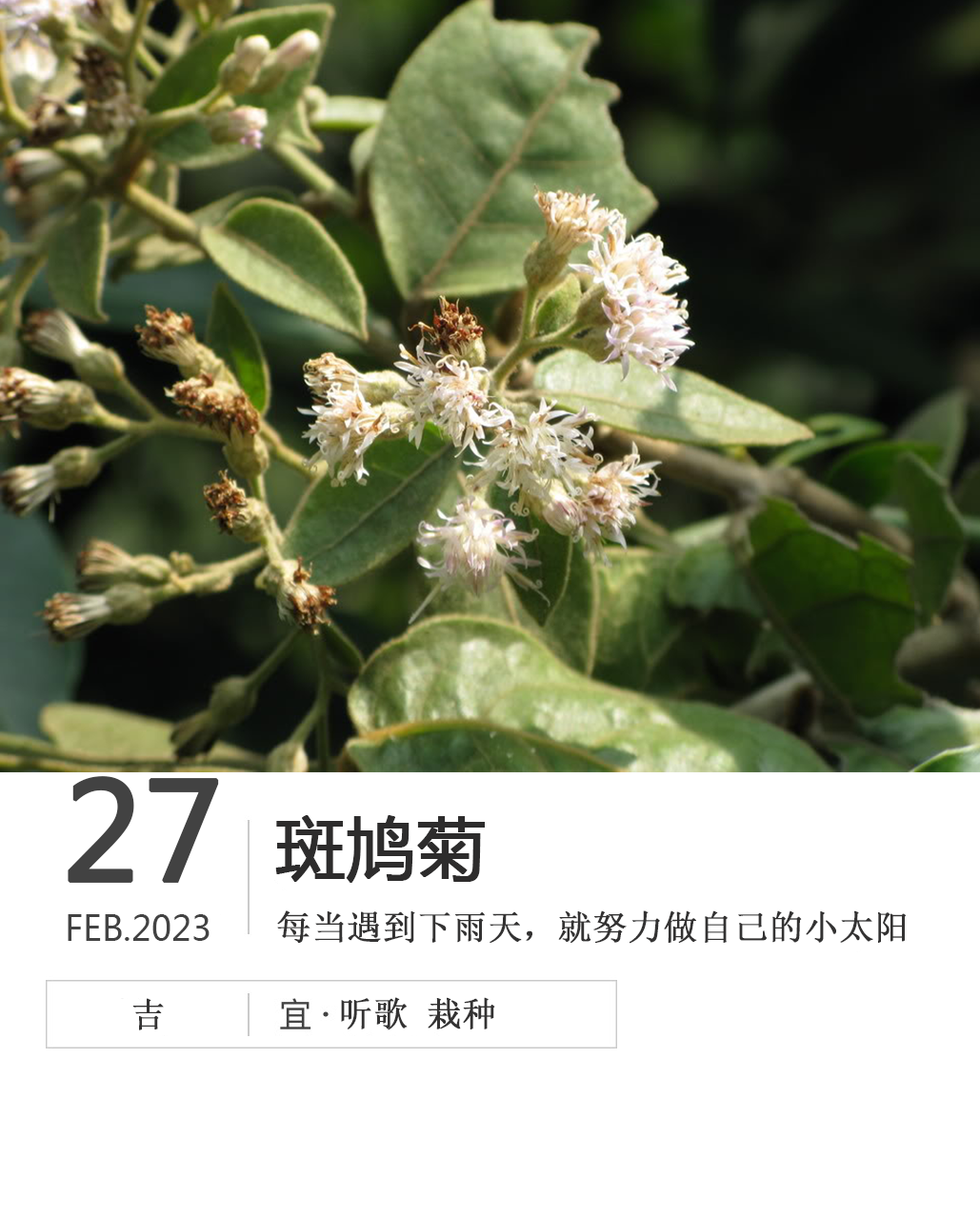 花历安卓版中华万年历安卓版