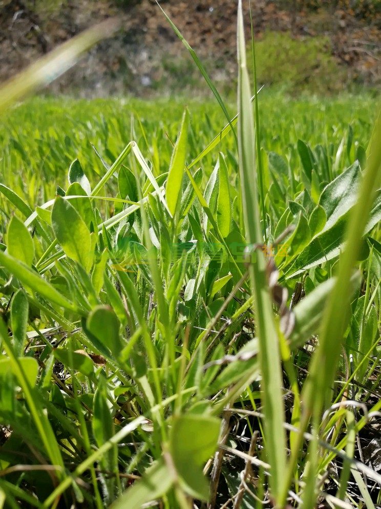 小草客户端社区小草客户端apk224github